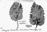 Uromyces scrophulariae image